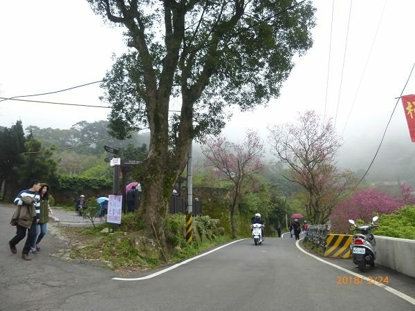 淡水楓樹湖賞木蓮，再訪桃花源