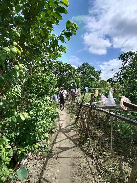 跟著廣播去遊學 ~ 關渡平原採筊白筍活動