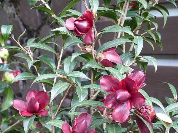 2020台北茶花展 ~ 拜訪椿天 