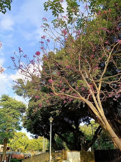 台北市賞落羽松景點 ~ 士林官邸公園落羽松紅了
