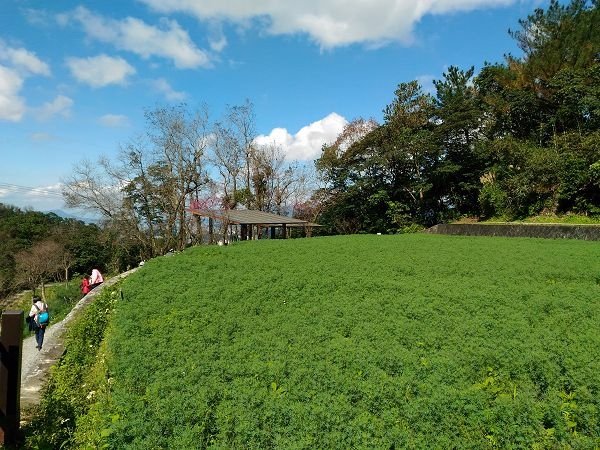 遊貓空，賞花賞景走步道