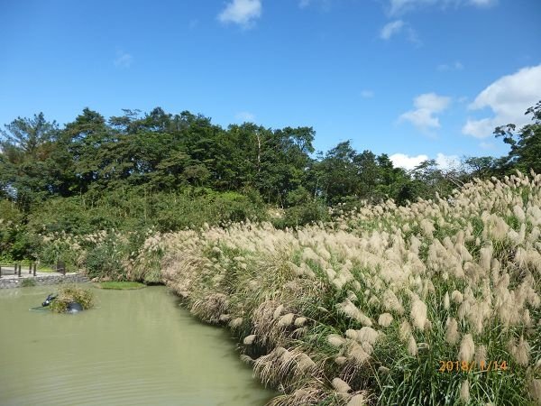 遊貓空，賞花賞景走步道