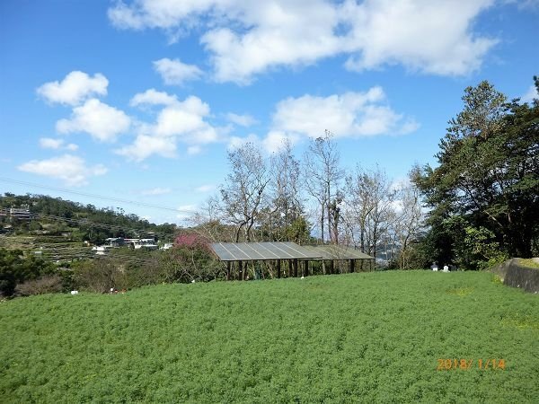 遊貓空，賞花賞景走步道