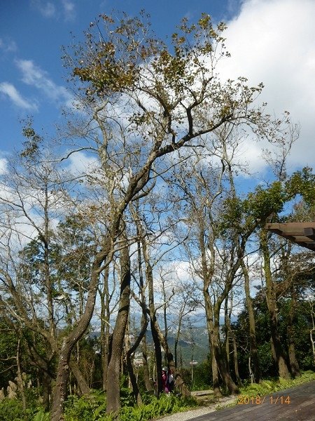 遊貓空，賞花賞景走步道