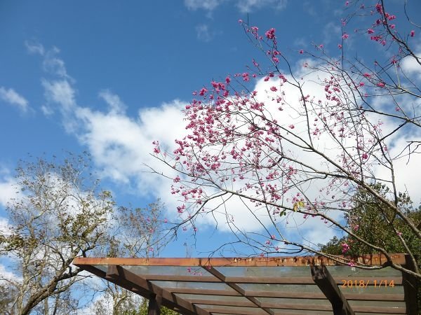 遊貓空，賞花賞景走步道