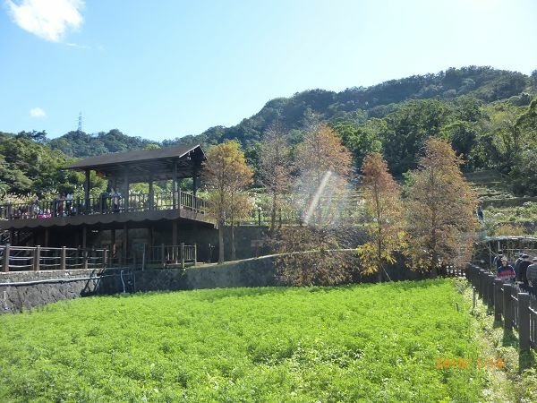 遊貓空，賞花賞景走步道