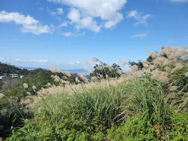 遊貓空，賞花賞景走步道