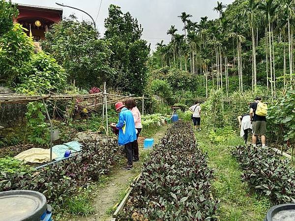 三峽竹崙茶香綠生活 ~ 低碳餐與手工紅茶製作