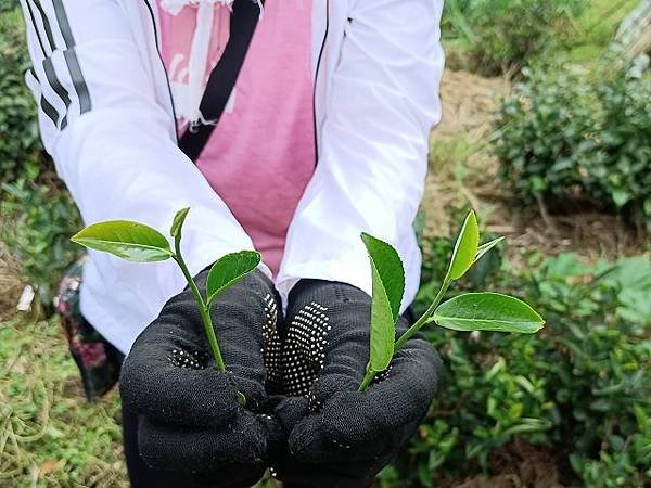 三峽竹崙茶香綠生活 ~ 低碳餐與手工紅茶製作