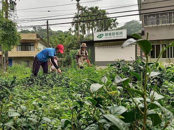 三峽竹崙茶香綠生活 ~ 低碳餐與手工紅茶製作