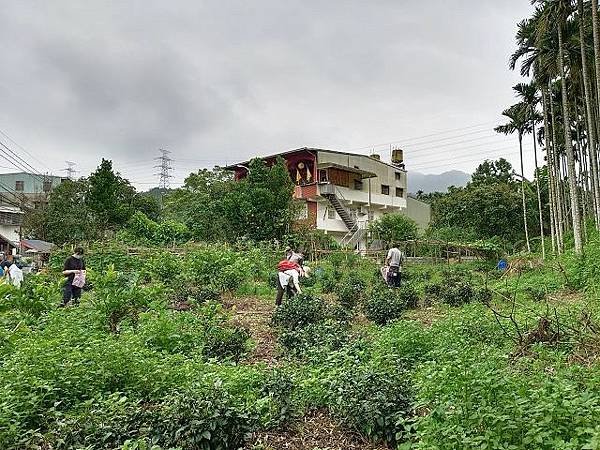 三峽竹崙茶香綠生活 ~ 低碳餐與手工紅茶製作