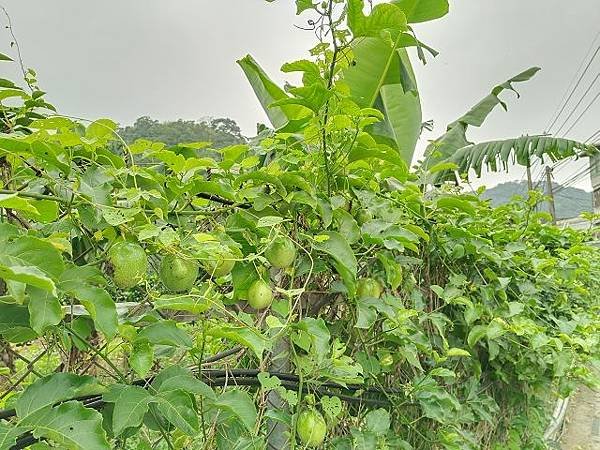 三峽竹崙茶香綠生活 ~ 低碳餐與手工紅茶製作