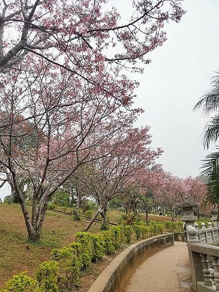 林口竹林山觀音寺祈福參拜、賞櫻行