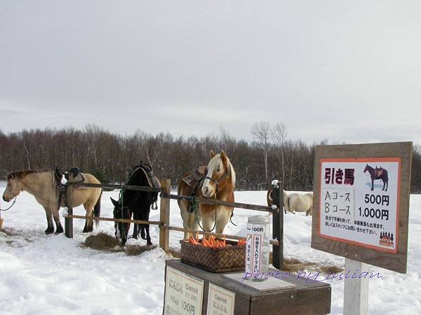 7北海道雪上活動