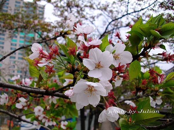 9韓SEOUL PALACE HOTEL (16)