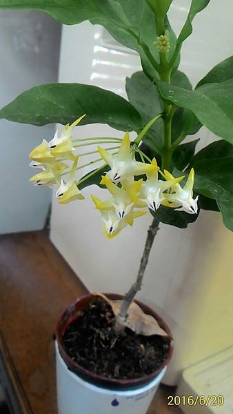 P_20160620_085855_1_p.jpg