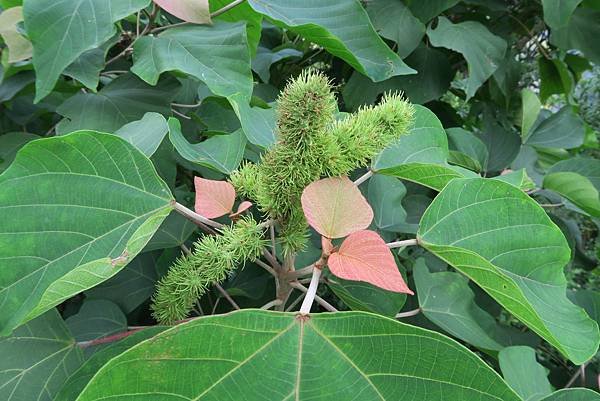 野桐雌花與初生紅葉