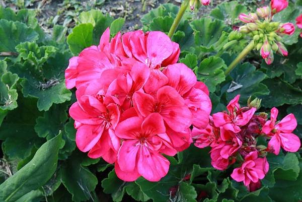 IMG_1624.JPG