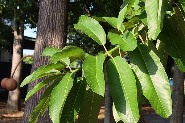 高雄梓官區梓平公園之砲彈樹與其它罕見植物