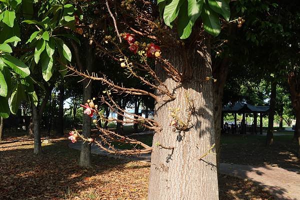 高雄梓官區梓平公園之砲彈樹與其它罕見植物