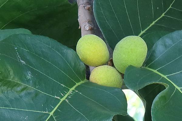 高雄梓官區梓平公園之砲彈樹與其它罕見植物