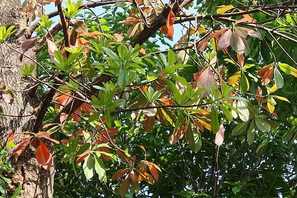 高雄梓官區梓平公園之砲彈樹與其它罕見植物