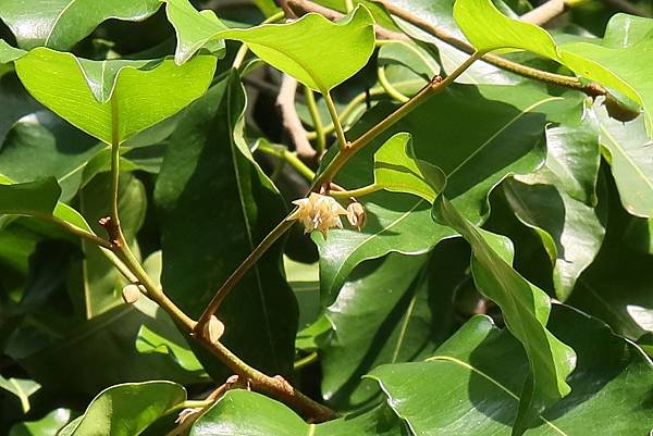 高雄梓官區梓平公園之砲彈樹與其它罕見植物