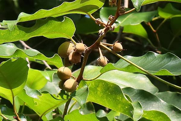 高雄梓官區梓平公園之砲彈樹與其它罕見植物