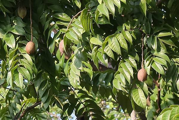 高雄梓官區梓平公園之砲彈樹與其它罕見植物