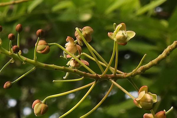 高雄梓官區梓平公園之砲彈樹與其它罕見植物