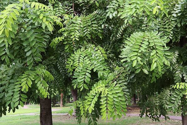 高雄梓官區梓平公園之砲彈樹與其它罕見植物