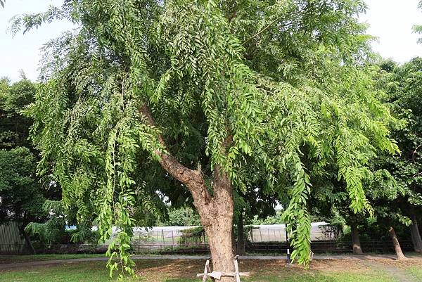 高雄梓官區梓平公園之砲彈樹與其它罕見植物