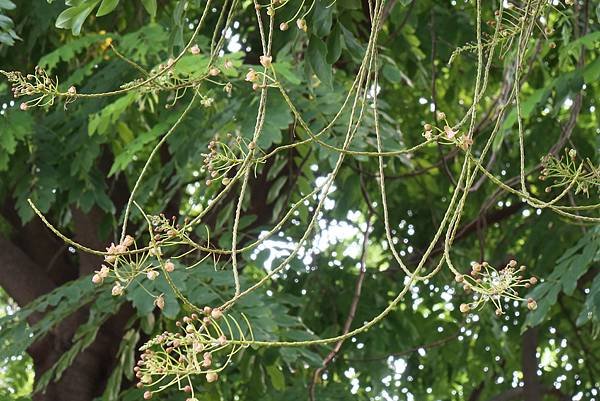 高雄梓官區梓平公園之砲彈樹與其它罕見植物