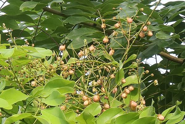 高雄梓官區梓平公園之砲彈樹與其它罕見植物