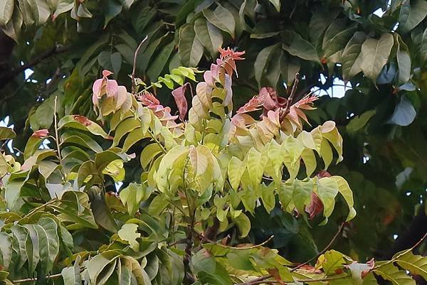 高雄梓官區梓平公園之砲彈樹與其它罕見植物