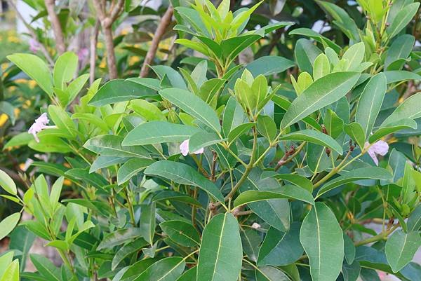 高雄梓官區梓平公園之砲彈樹與其它罕見植物