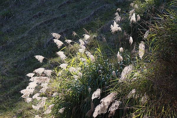 高雄各地采風與花賞（二十一）