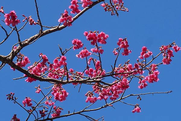 高雄各地采風與花賞（二十一）