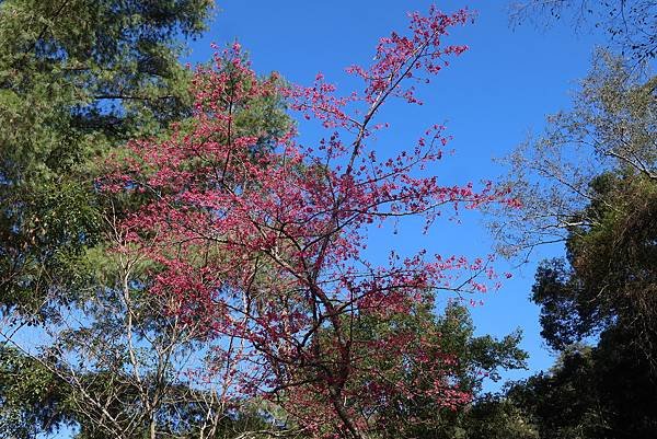 高雄各地采風與花賞（二十一）