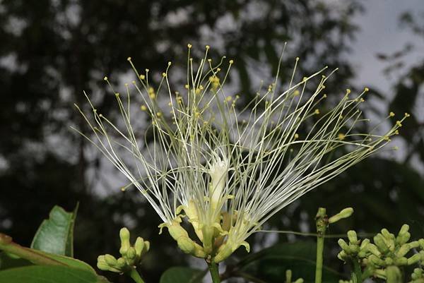 高雄各地采風與花賞（二十五）