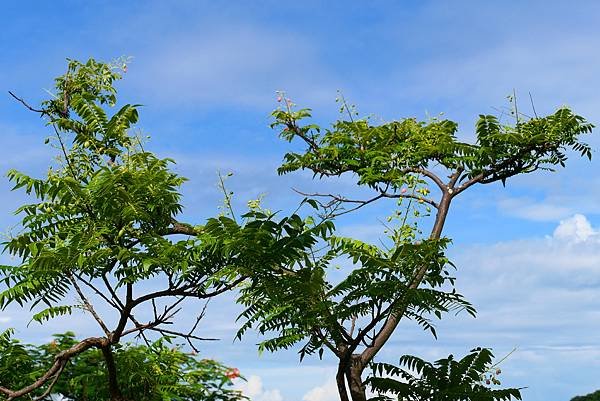 高雄各地采風與花賞（二十六）