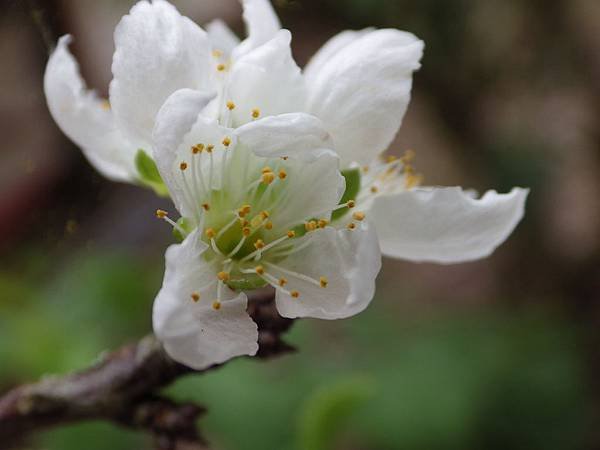 IMGP8934