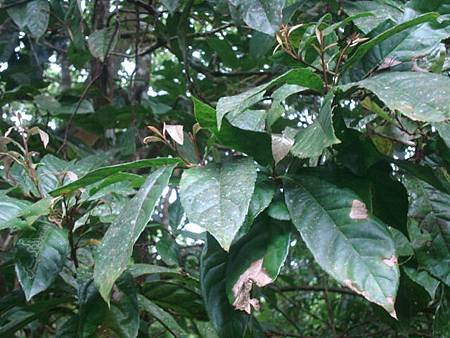 福山植物之旅-山龍眼