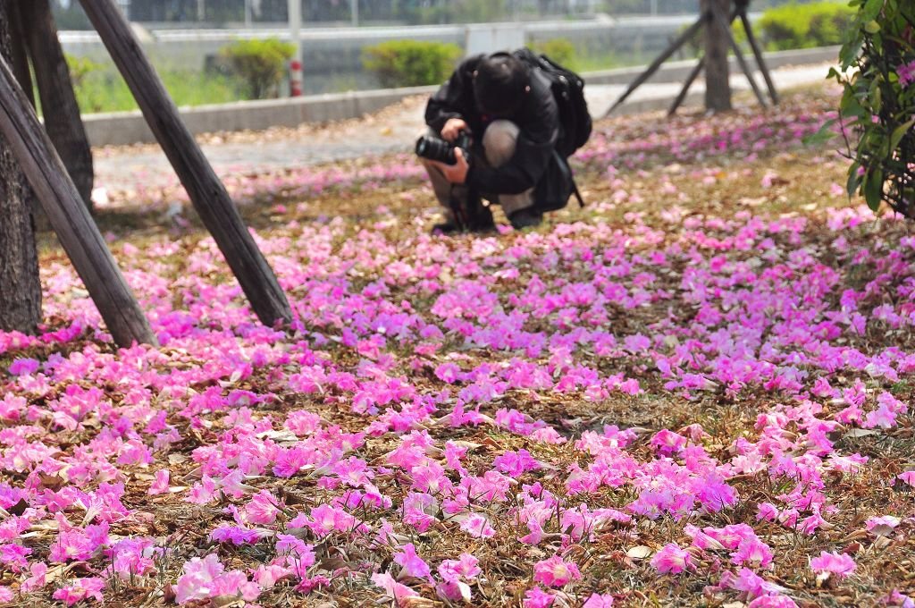 洋紅花風鈴木014.jpg