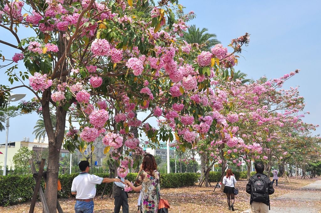 洋紅花風鈴木016.jpg