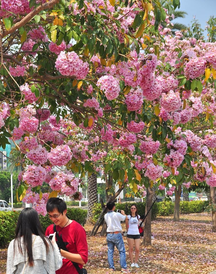 洋紅花風鈴木018.jpg