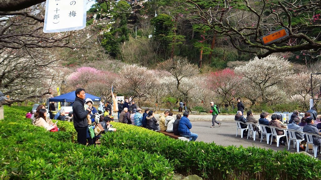  2017.2.18熱海梅園梅花祭005.jpg