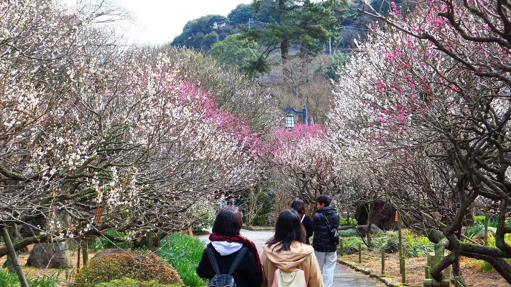  2017.2.18熱海梅園梅花祭008.jpg