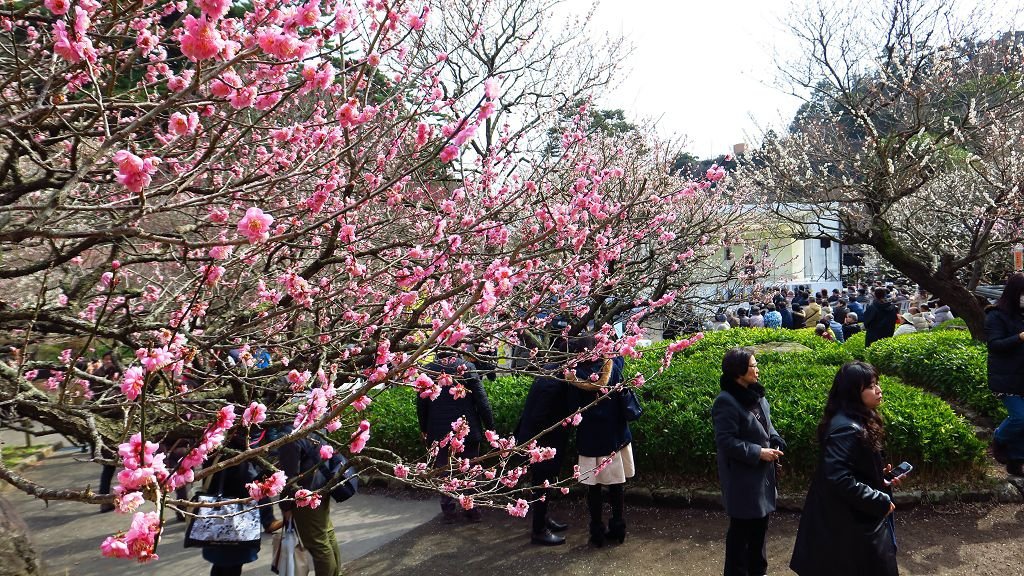  2017.2.18熱海梅園梅花祭015.jpg