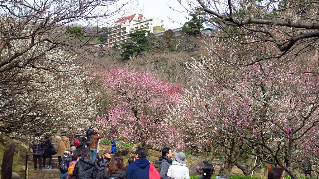  2017.2.18熱海梅園梅花祭014.jpg